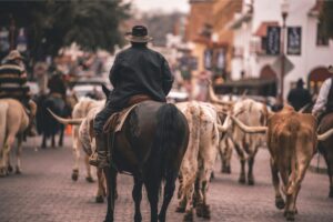Cattle drive at the Fort Worth Stockyards with a cowboy visible on a horse from behind. Fort Worth is one of the best day trips from Dallas tx