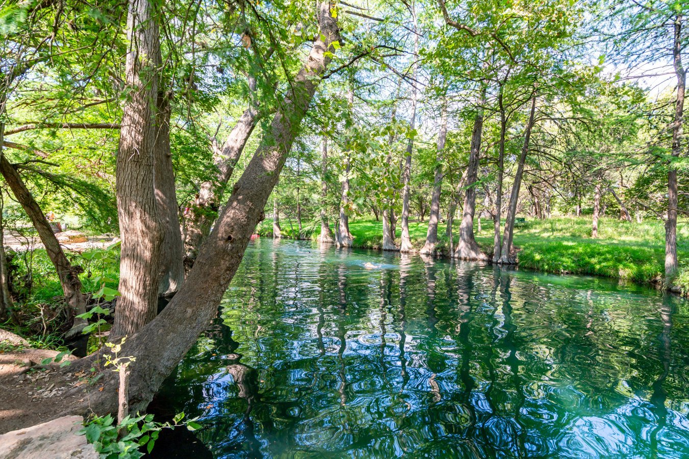 view of the blue hole wimberley from the shore, one of the best things to do in the texas hill country