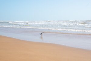 Seagull on the beach in South Padre Island with the surf in the background. Going to the beach is one of the best things to do South Padre Island TX