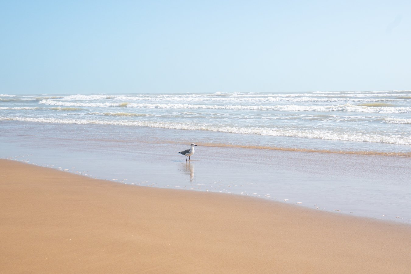 Seagull on the beach in South Padre Island with the surf in the background. Going to the beach is one of the best things to do South Padre Island TX