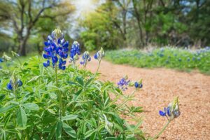 bluebonnets growing along a gravel trail in texas