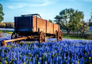 Wood cart sitting in a field of blooming bluebonnets. Seeking out bluebonnet fields is one of the most fun things to do in Texas and belngs on any Texas bucket list!