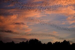 a colony of bats in texas flying in 3 waves in front of the sunset in austin tx