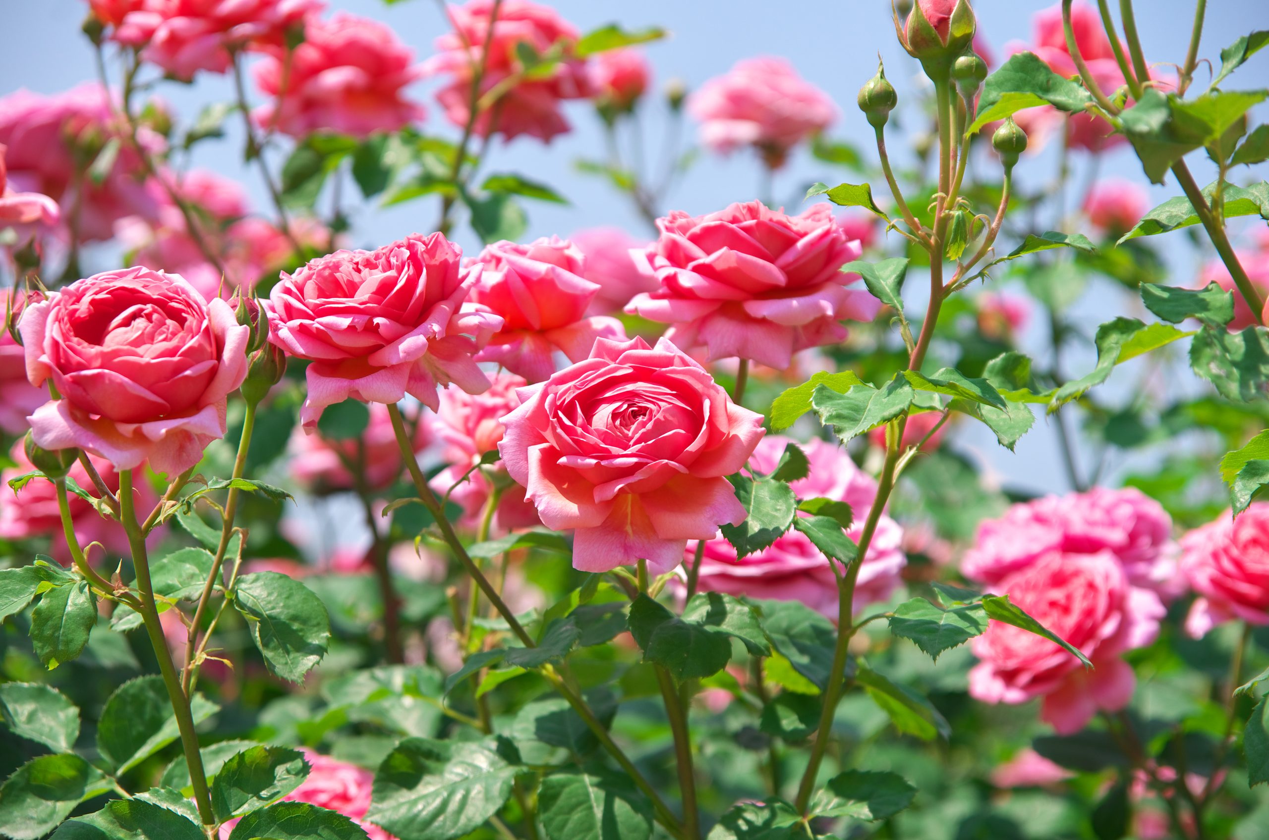 collection of pink roses in a garden. the annual rose festival is one of the best things to do in tyler tx