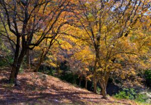 bright orange trees in fall as seen on a hike lost maples state natural area texas