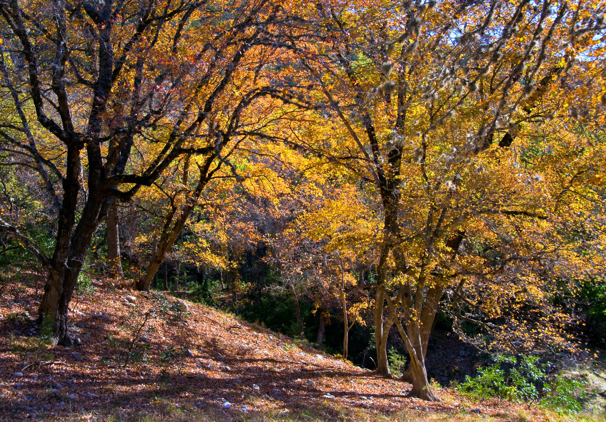 bright orange trees in fall as seen on a hike lost maples state natural area texas