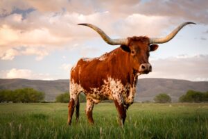 photo of a brown and white longhorn at sunset. what is texas known for includes its cattle. texas is famous for cattle and ranching