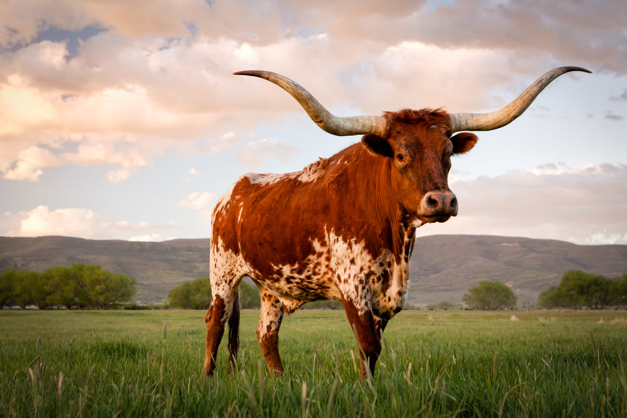 photo of a brown and white longhorn at sunset. what is texas known for includes its cattle. texas is famous for cattle and ranching