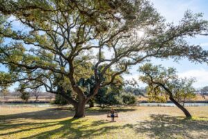 kate storm sitting on a swing under a texas live oak during the austin to fredericksburg drive