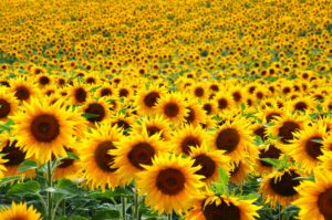 one of the texas sunflower fields during bloom