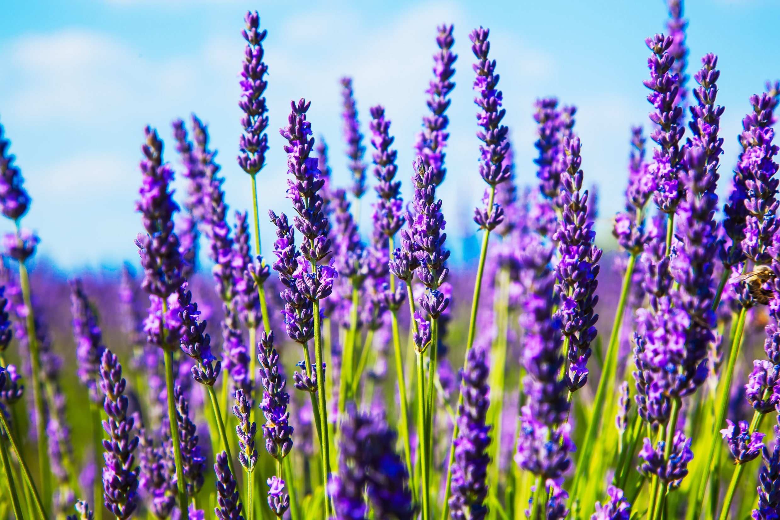 purple flowers blooming at one of the best lavender farms in texas
