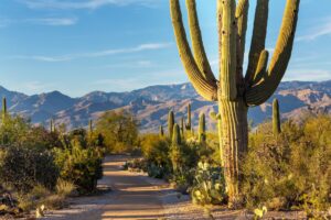 trail in sagurao national park lined with cacti, one of the best weekend road trips from el paso tx