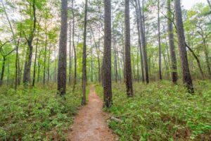 view of trail hiking hunstville state park texas