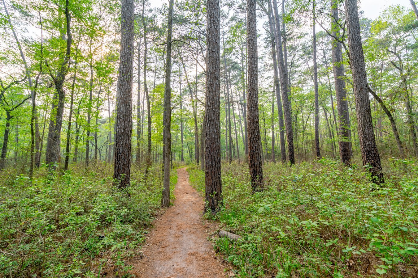 view of trail hiking hunstville state park texas