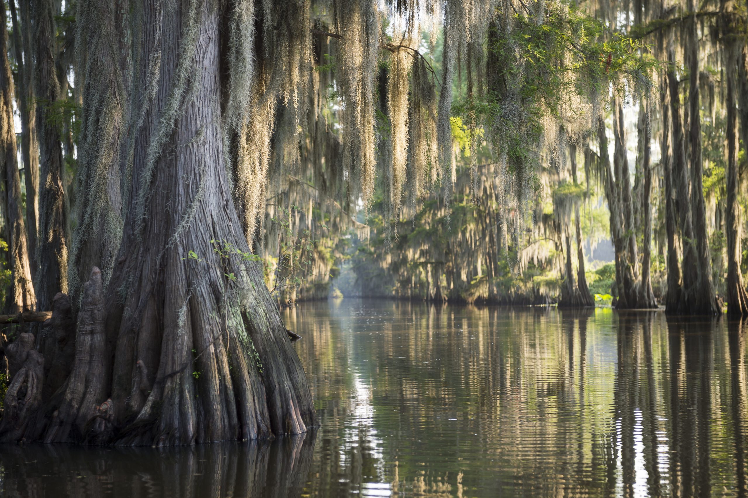 bayou as seen from the water in texas caddo lake state park