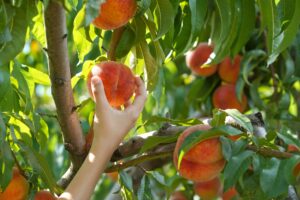 womans hand peach picking texas at one of the texas peach farms where you can pick your own peaches