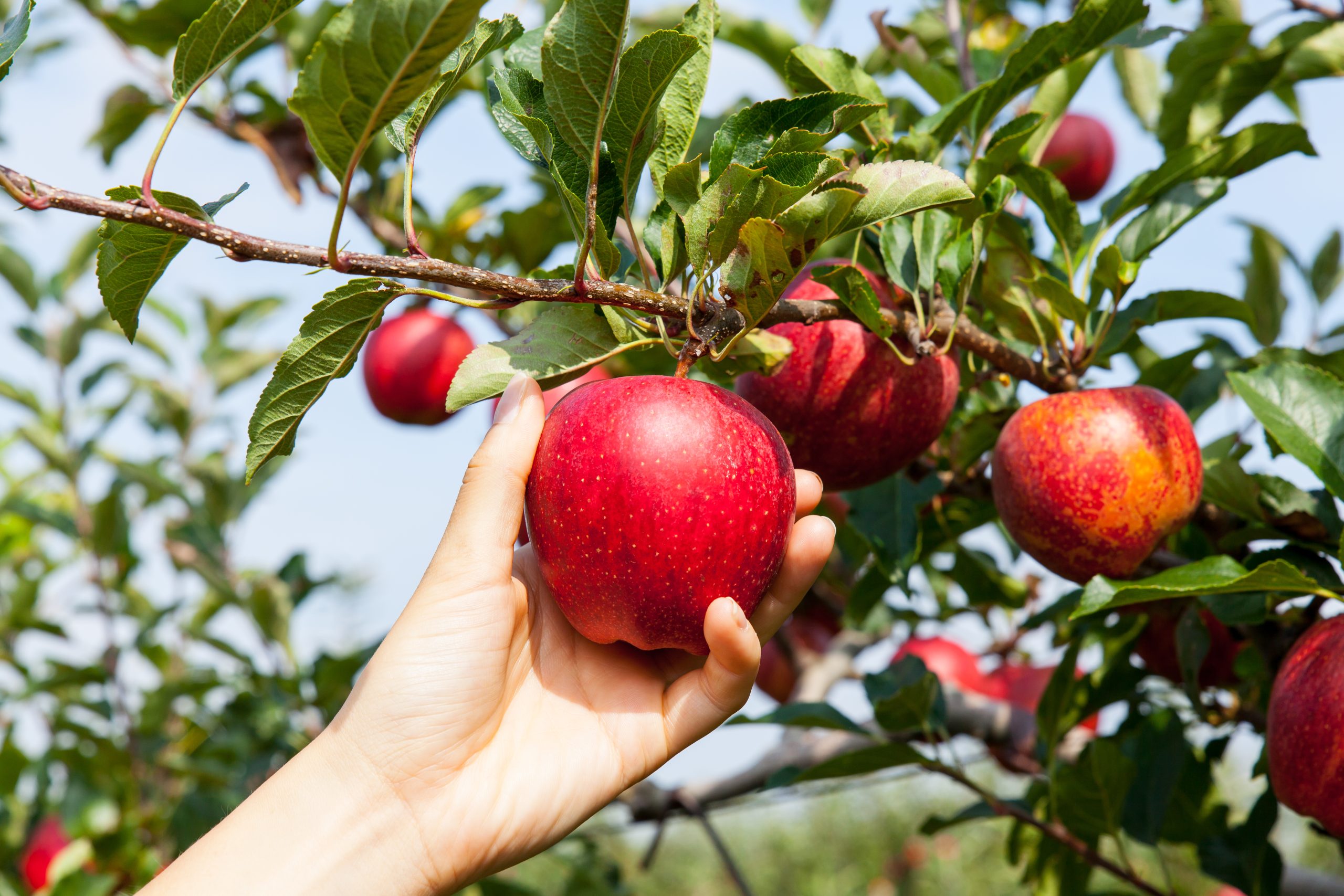 womans hand reaching out to pick apple texas apple orchards
