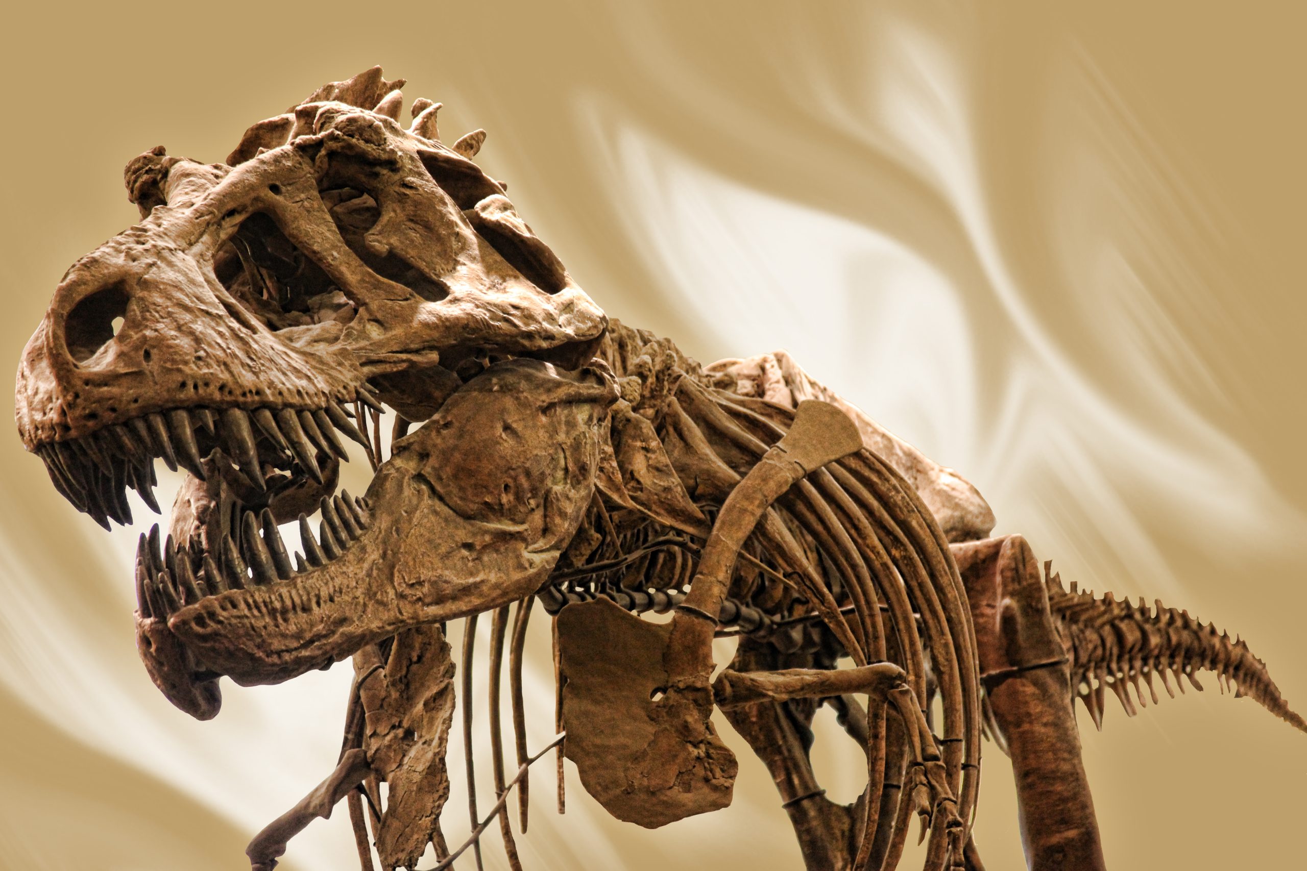 statue of a t rex fossil, an impressive sight to visit in museums covering dinosaurs in texas