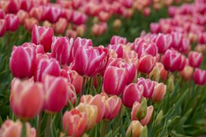 field of pink tulips in texas